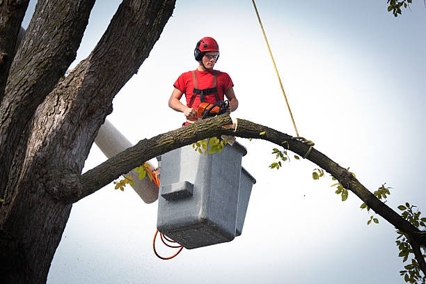 Reliable Belleair Beach, FL Tree Service Solutions